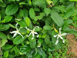 Image result for Tabernaemontana brachyantha