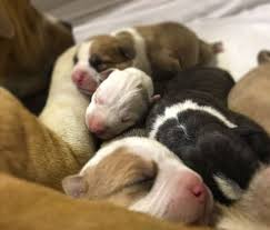 So cute puppy dog freaks out and jump when owner pours dog food. Dog Rescue In Arizona Almost There Rescue