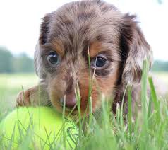 3 soft wire puppy's will be wormed and have 1st vaccine. Heather Vip Puppies Puppies Dachshund Puppies Dachshund Puppy Miniature