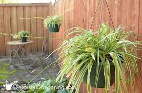 Maybe you would like to learn more about one of these? Collecting And Growing Spider Plant Seeds Step By Step Instructions