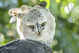 Birds Of Prey Renee Montoya Wiki Harpy Eagle Harpy Eagle Beautiful Birds Eagle