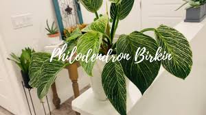 Read our top tips on taking care of variegated plants below Philodendron Birkin Philodendron Birkin Plant Care My Plant Wishlist House Plant Care Tips Youtube