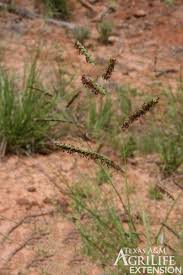 Image result for Paspalum