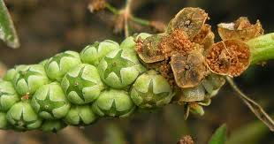 Image result for Sphenoclea