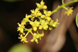 Image result for Tinospora tenera