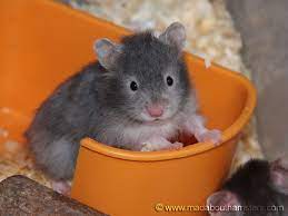 Syrian hamsters are often seen in colors diverging from the usual gold, as one popular color is brown syrian hamsters. 100 Hamster Colors Ideas Hamster Syrian Hamster Cute Hamsters