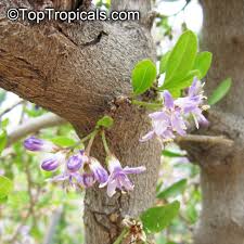 Image result for Ehretia rigida