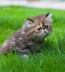 Some cat fancier organizations' breed standards subsume the himalayan and exotic shorthair as variants of this breed, while others treat them as separate breeds. Persian Cat Names Over 200 Gorgeous Ideas