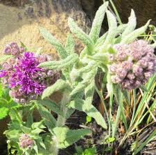 Image result for Vernonia hirsuta