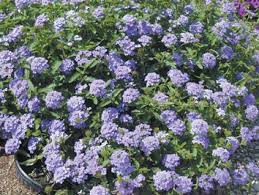 Luckily, there are a few plants that actually thrive during the intense heat of summer. Some Like It Hot Easy To Grow Heat Resistant Plants For Central Texas Gardeners Entertainment Wacotrib Com