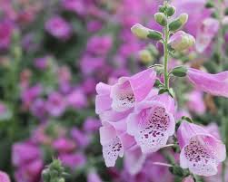 Free shipping on qualified orders. How To Grow Foxgloves