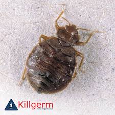 Their bites can result in a number of health impacts including skin rashes, psychological effects, and allergic symptoms. Pest Control Cambridgeshire Cockroach Flea Wasp Wisbech March Pest Services