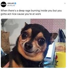 There a lot of cute and funny chihuahua memes that will make your day,find bellow some of them and don't forget to share them with your friends 1. 100 Chihuahua Memes That Ll Make You Laugh Harder Than You Should Really Funny Memes Funny Animal Jokes Funny Dog Memes