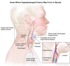 I have found the following websites quite useful for learning normal. About Oropharyngeal Cancer University Hospitals