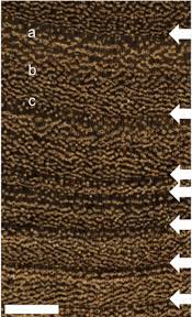 Image result for Pericopsis