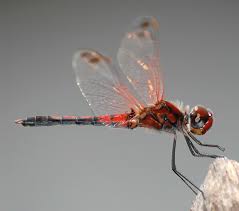 Image result for Libellulidae