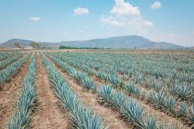 Image result for Agave