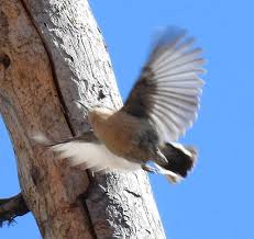 Image result for Pavetta pygmaea