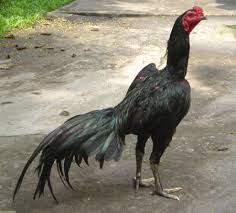 Gambar diatas merupakan bentuk kaki ciri ayam kuat pukul keras yang terlihat menekuk kebelakang. Video Sabung Ayam Pukul Ko