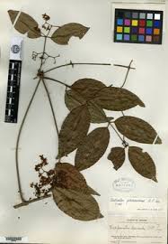 Image result for Allocassine laurifolia