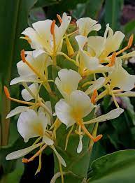 Hedychium Urophyllum Prayer Flags Ginger Flower Honeysuckle Flower Plants