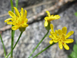 Image result for Crepis