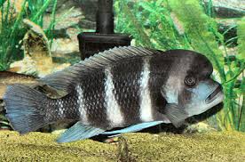 Tanganyika Cichlids Facts Tropheus Frontosa Gobys