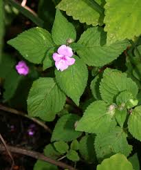 Image result for Impatiens sylvicola