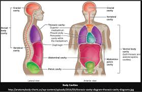 Main systems of the body, the skeletal. Body Cavities Diagram Quizlet