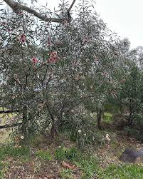 Image result for Hakea laurina