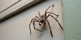 J'ai pu voir plusieurs fois comme elle pas à desk. Au Cours Des Prochaines Semaines Vous Allez Voir Beaucoup D Araignees A La Maison Voici A Quoi Vous Devez Vous Attendre