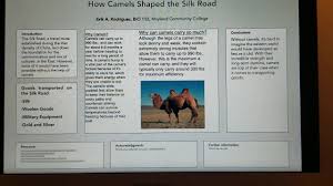 How much weight can a camel carry Impact Of Camels On The Silk Road Youtube
