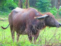 Copyright © 2018 carabao ltd. Value Added Products From Carabao Milk Milking Profits From The Carabao