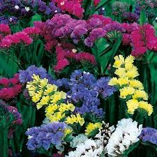 Lovely Colour Flower Seeds Sutton Seeds Dried Bouquet