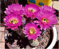 How much does the shipping cost for cactus plants for sale? Pushing The Limits With Cacti And Succulents In Cold Climates 30