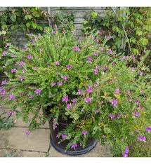 Image result for Polygala marensis