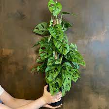 Once the plant is removed from the pot, carefully examine its roots. Monstera Adansonii Moss Pole Grow Urban