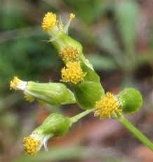 Image result for Senecio subsessilis