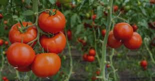 Contract ( cumpăr ) agricultură legume. Marcoser Descriere Activitate Misiune Si Viziune