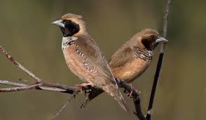 Image result for Manniella