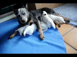 Australian Cattle Dog Puppies 2 Week Old Youtube
