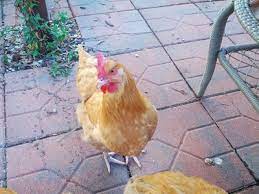 Buckeye chickens, like the reds, are not only a quiet breed, they're an incredibly docile one. How To Train Chickens To Be Quiet Greneaux Gardens