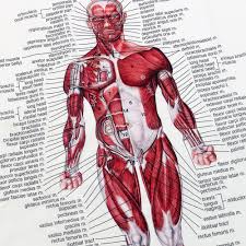 Almost every muscle constitutes one part of a pair of identical bilateral. Anatomical Chart Human Body Anatomy Laminated 66x51cm Muscular System Poster Home Decor Com Home Garden