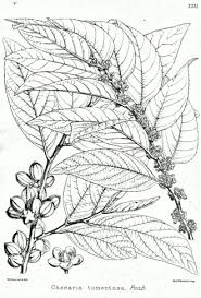 Image result for Casearia battiscombei