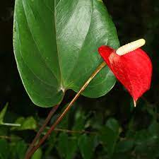 Plant Profile Anthurium Scent And Violet