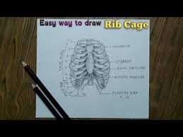 Drawing of the skeletal systym human skeletal anatomy. How To Draw Human Rib Cage Step By Step So Easy Youtube