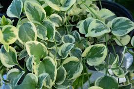 Mosaic viruses cause alternating yellow or light and dark green patterns on leaves as well as leaf curling, stunted growth, fruit distortion and plant death, says the university of several pepper plant pests can cause leaves to lighten or yellow, warns utah state university cooperative extension. Free Photo Green Leaves Plant Big Garden Green Free Download Jooinn