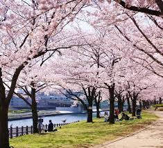 Sakura musim semi bunga alam pohon gambar bunga sakura. 300 Gambar Bunga Sakura Yang Besar Hd Paling Baru Infobaru