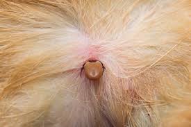 Image result for infected tick bite