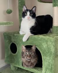 Daisy and Winston (@daisymaeandwinston) • Instagram photos and videos